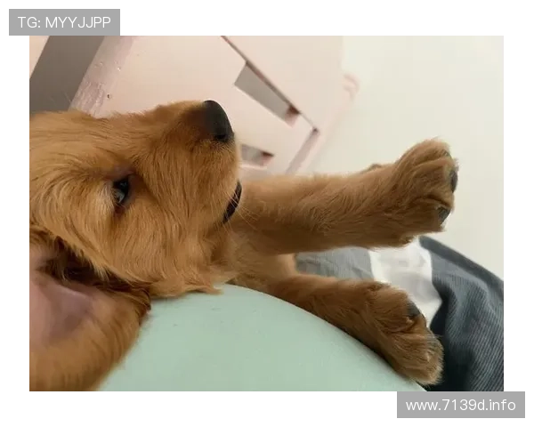 阿呆睡觉直播视频爆红网络,超萌睡姿引网友疯狂围观